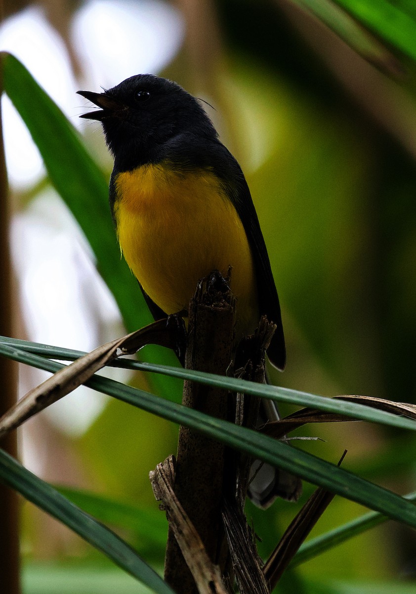 Slate-throated Redstart - ML395650181