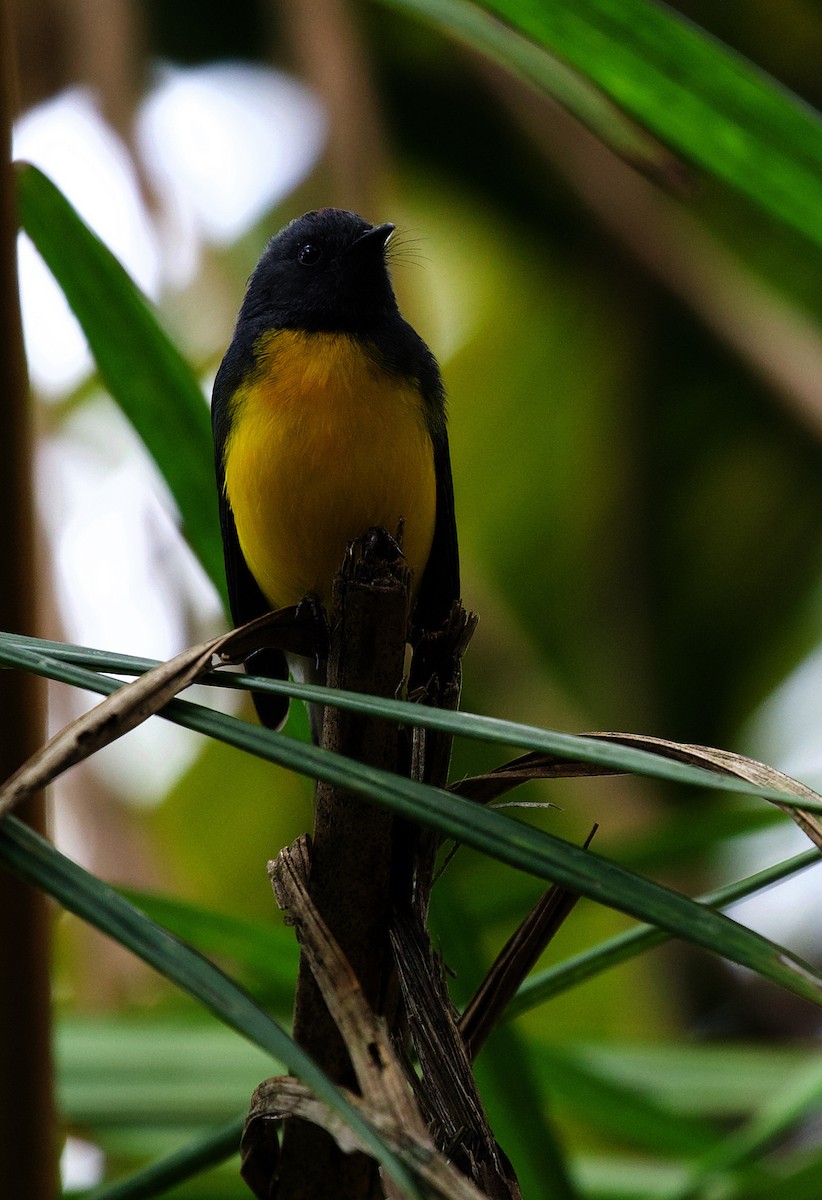 Черногорлая канделита - ML395650191