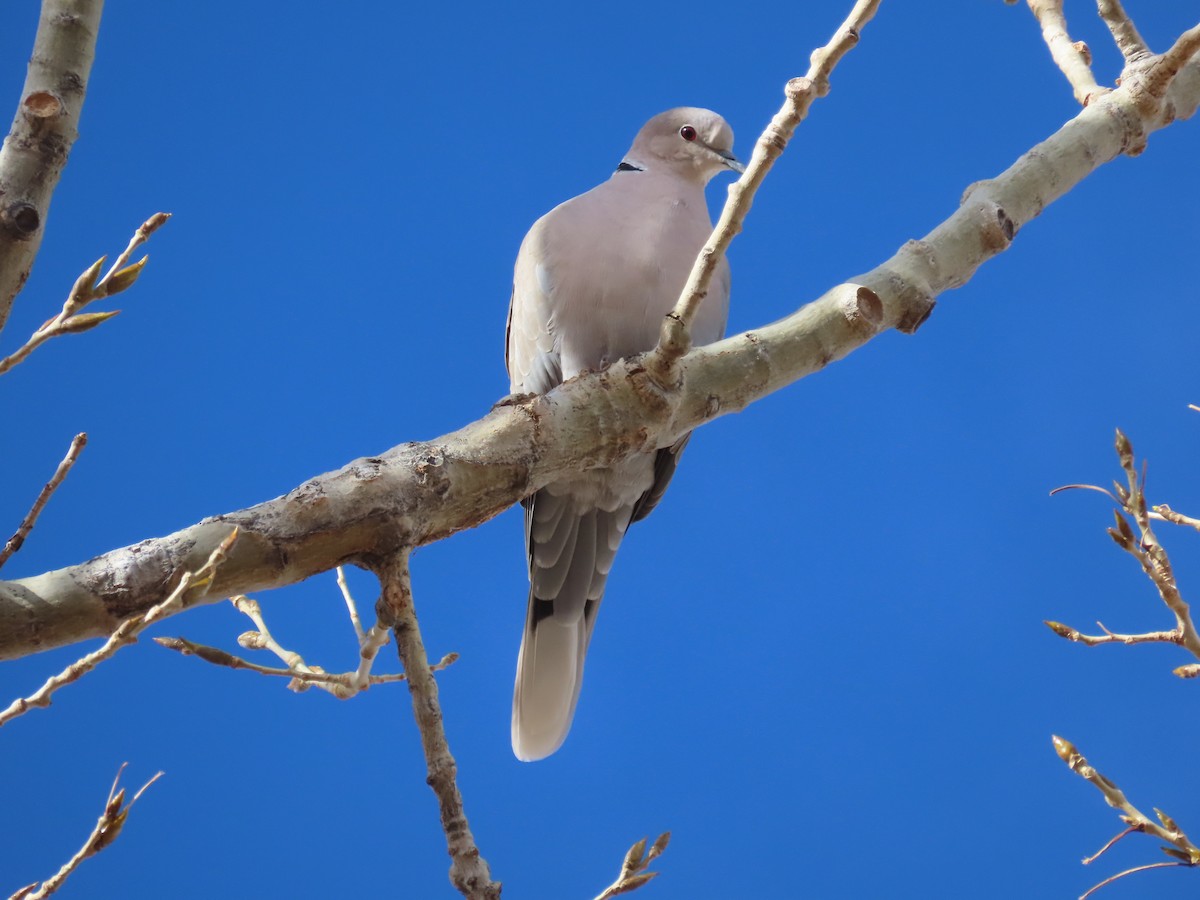 Eurasian Collared-Dove - ML395657021