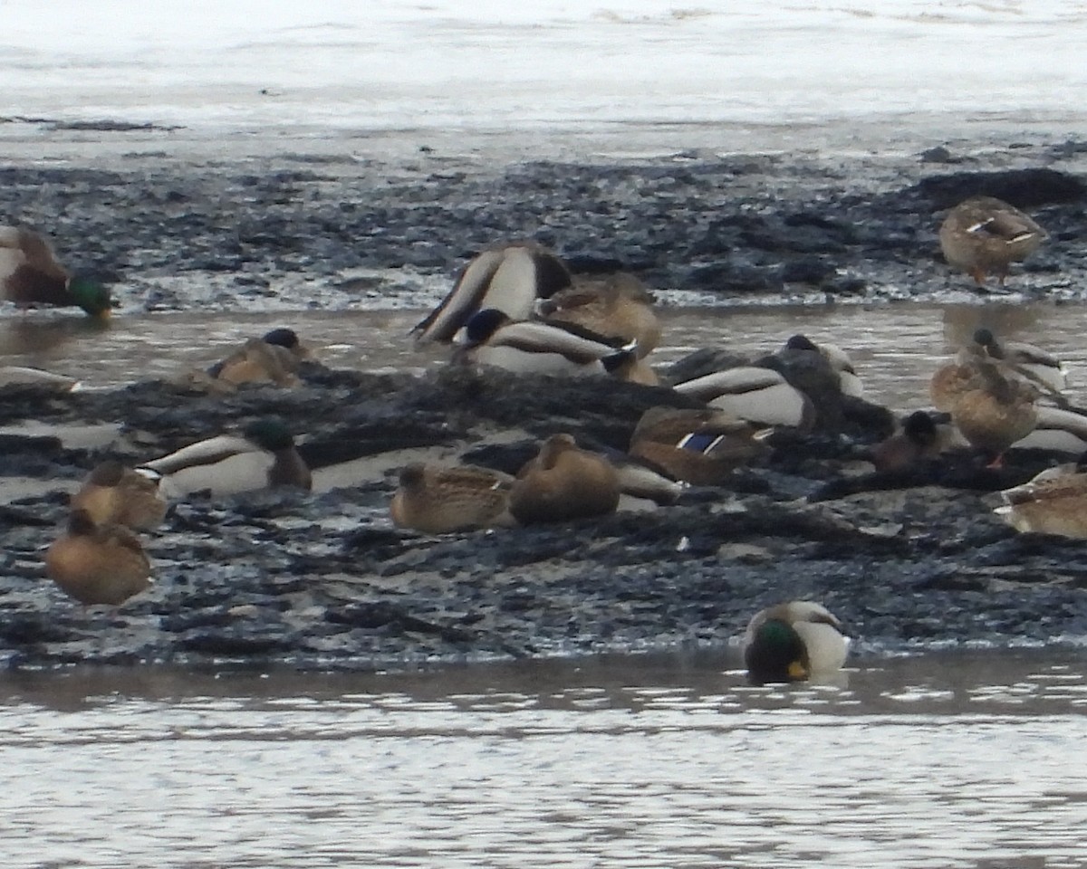 Common Eider - David Lambeth