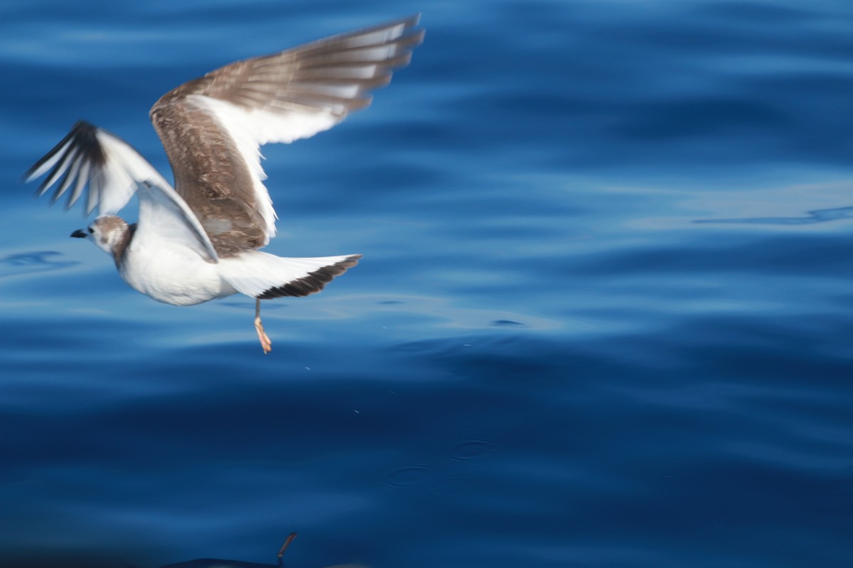 Sabine's Gull - ML395658551