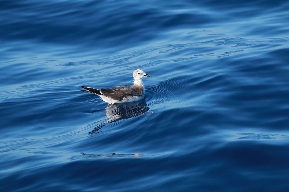 Sabine's Gull - ML395658621