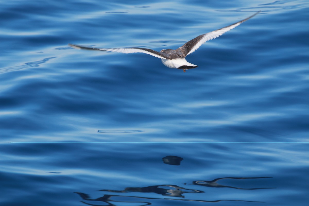 Sabine's Gull - ML395658631