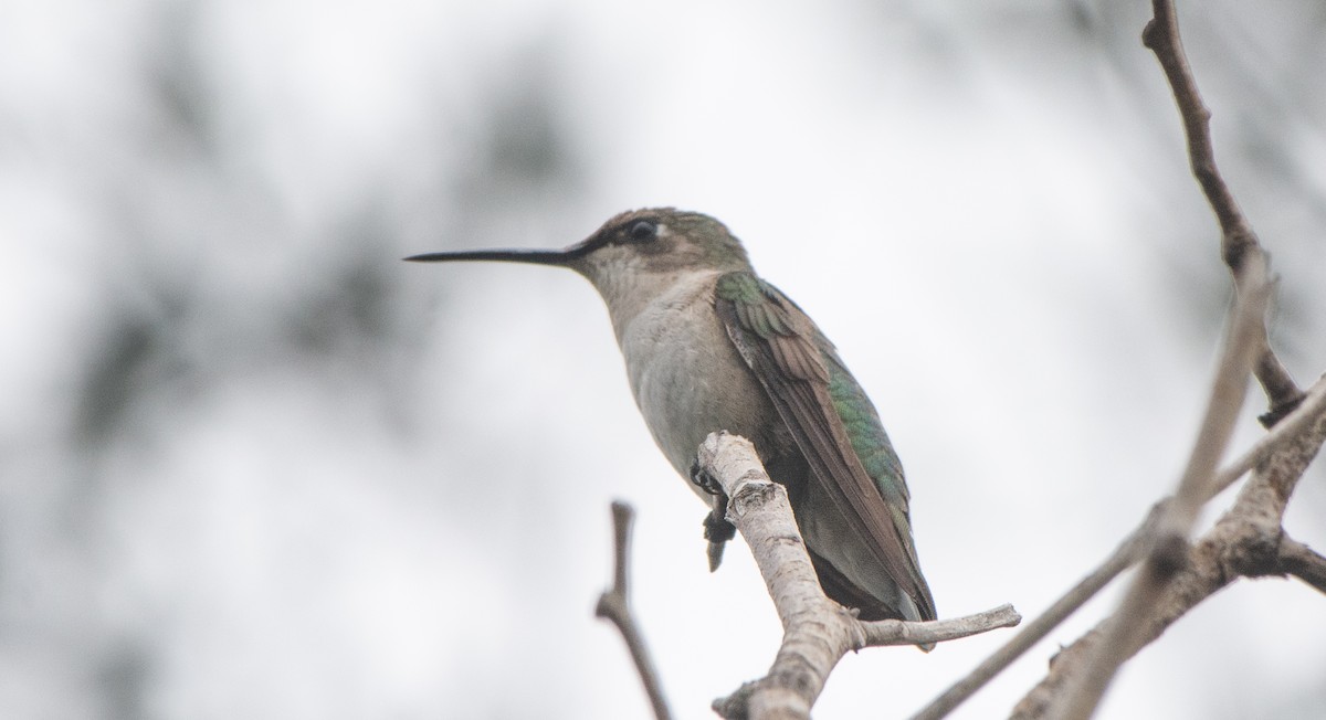 Ruby-throated Hummingbird - ML395658881