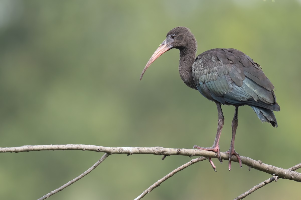 Bare-faced Ibis - ML395659551