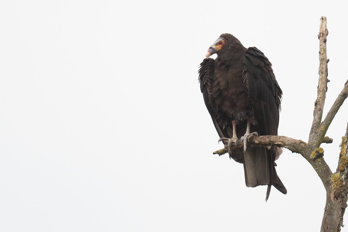 Lesser Yellow-headed Vulture - Ben  Lucking