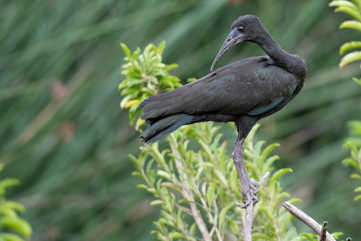 Bare-faced Ibis - ML395659631