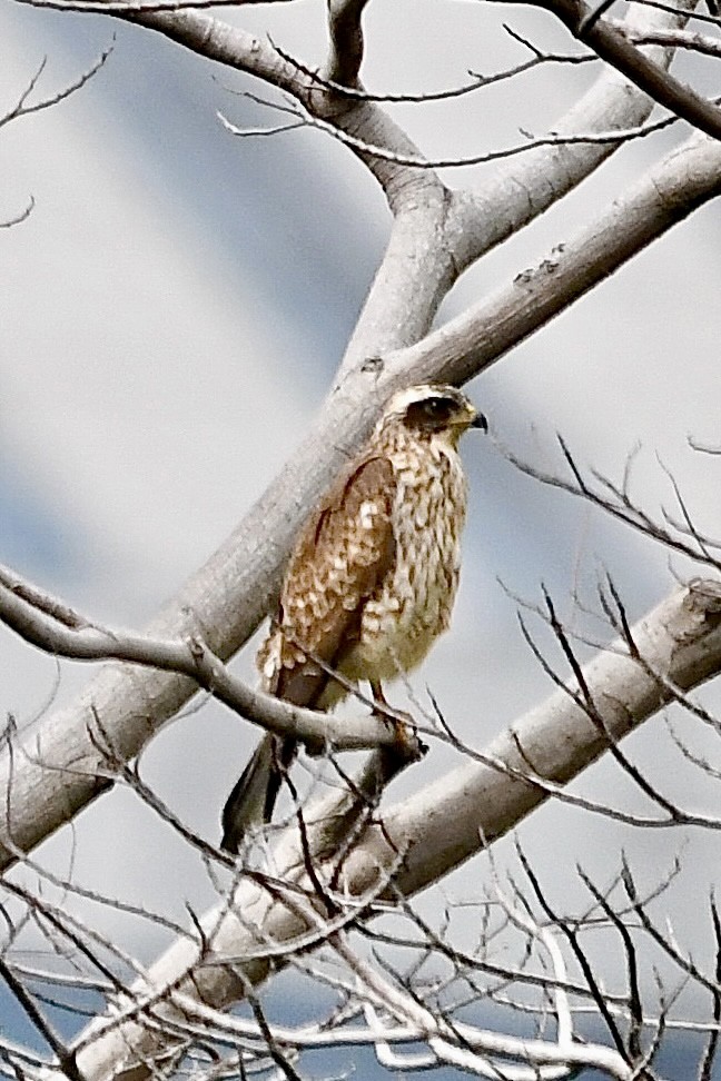 Gray-faced Buzzard - ML395660721