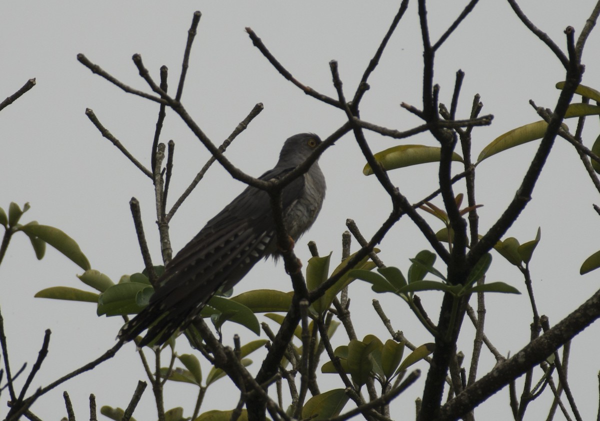 Common Cuckoo - ML395660751