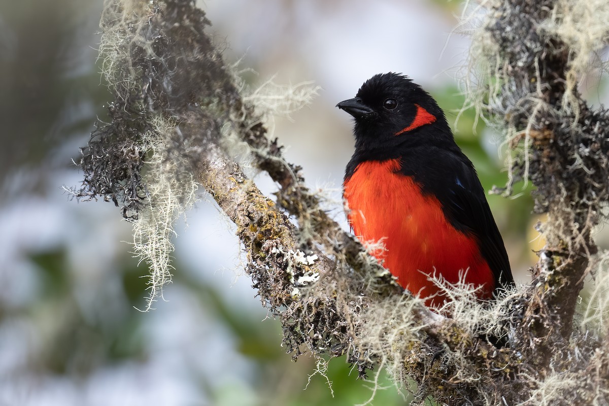 Scarlet-bellied Mountain Tanager - Ben  Lucking