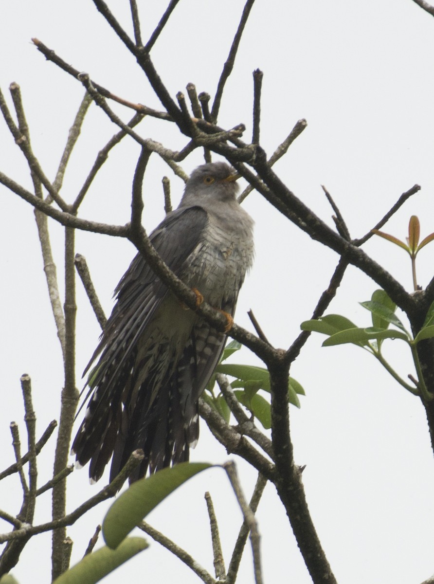 Common Cuckoo - ML395661011