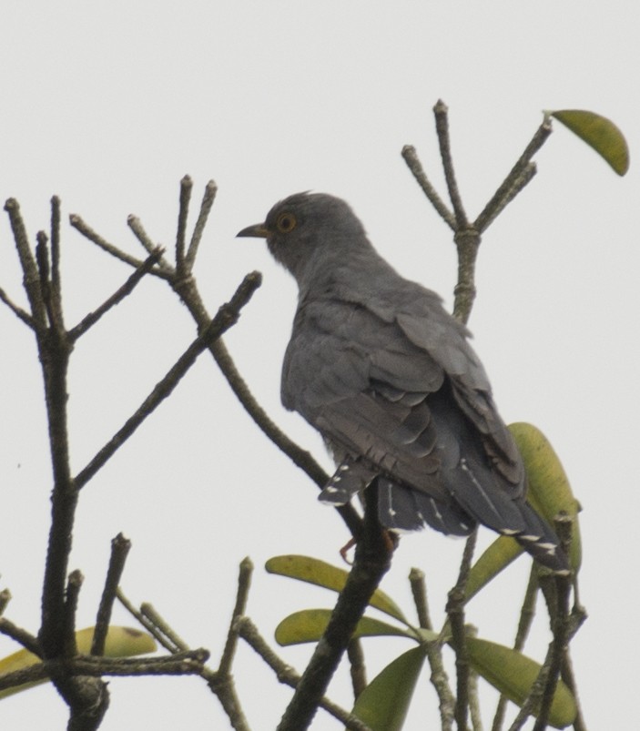 Common Cuckoo - ML395661641