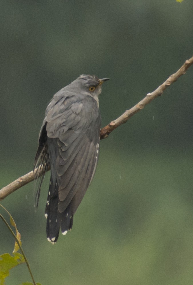 Common Cuckoo - ML395662071