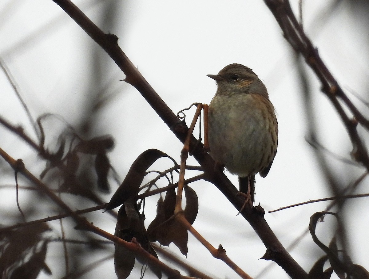 Dunnock - Alfonso Rodrigo