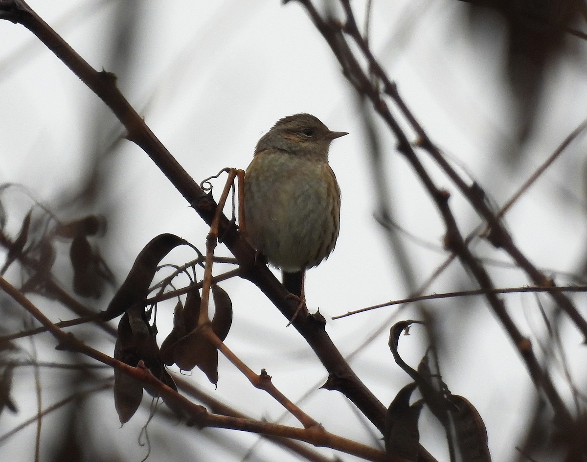 Dunnock - Alfonso Rodrigo