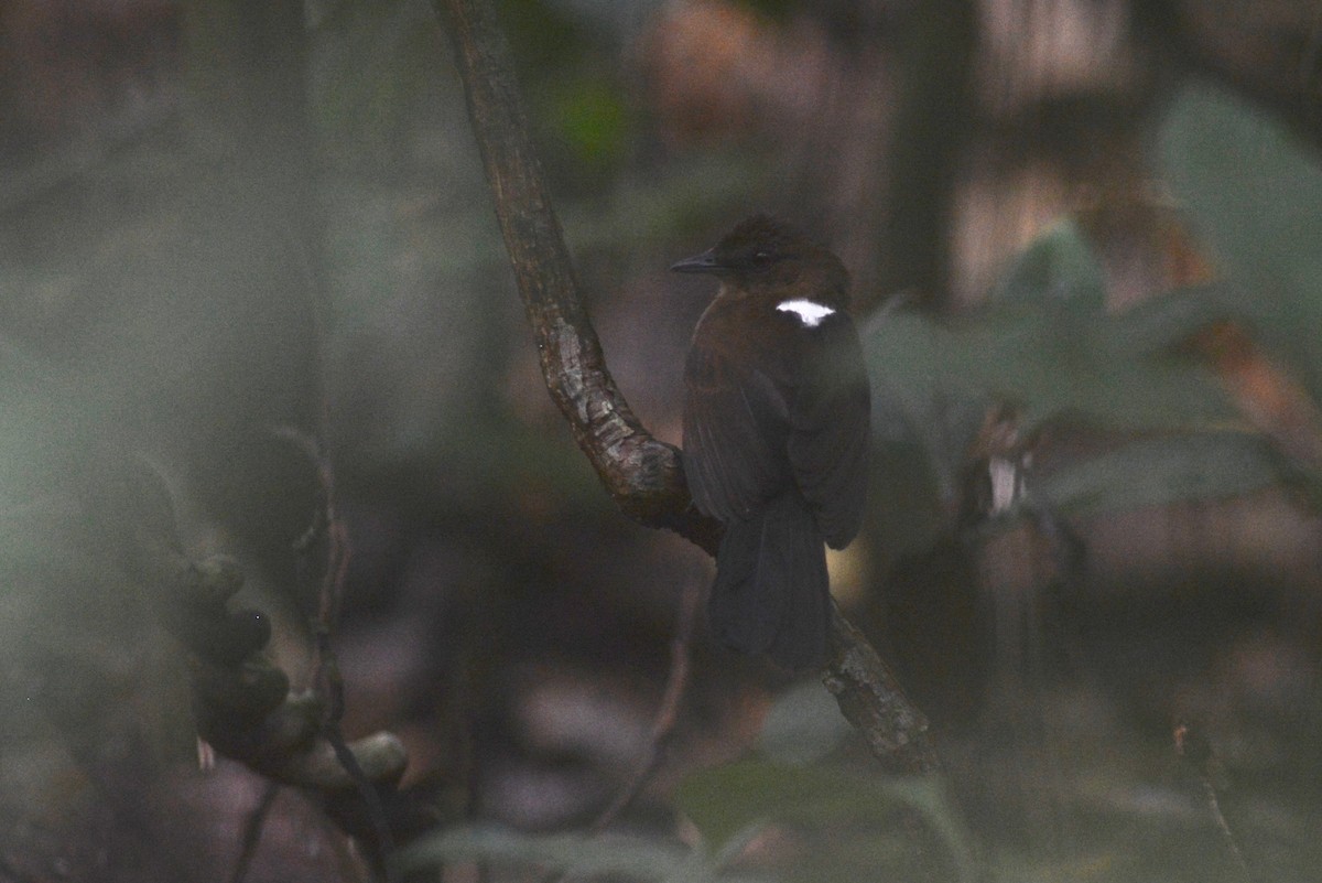 East Amazonian Fire-eye - Ben Phalan