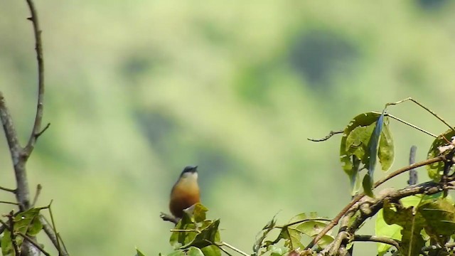 White-tailed Nuthatch - ML395664441