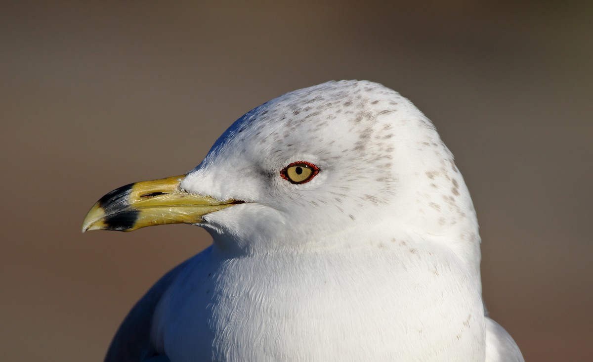 Ring-billed Gull - John Manger