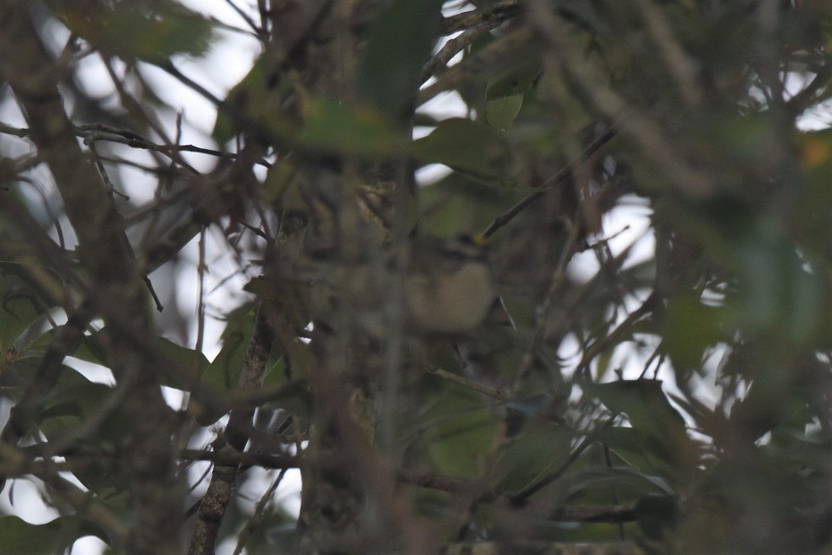 Golden-crowned Kinglet - ML395667171