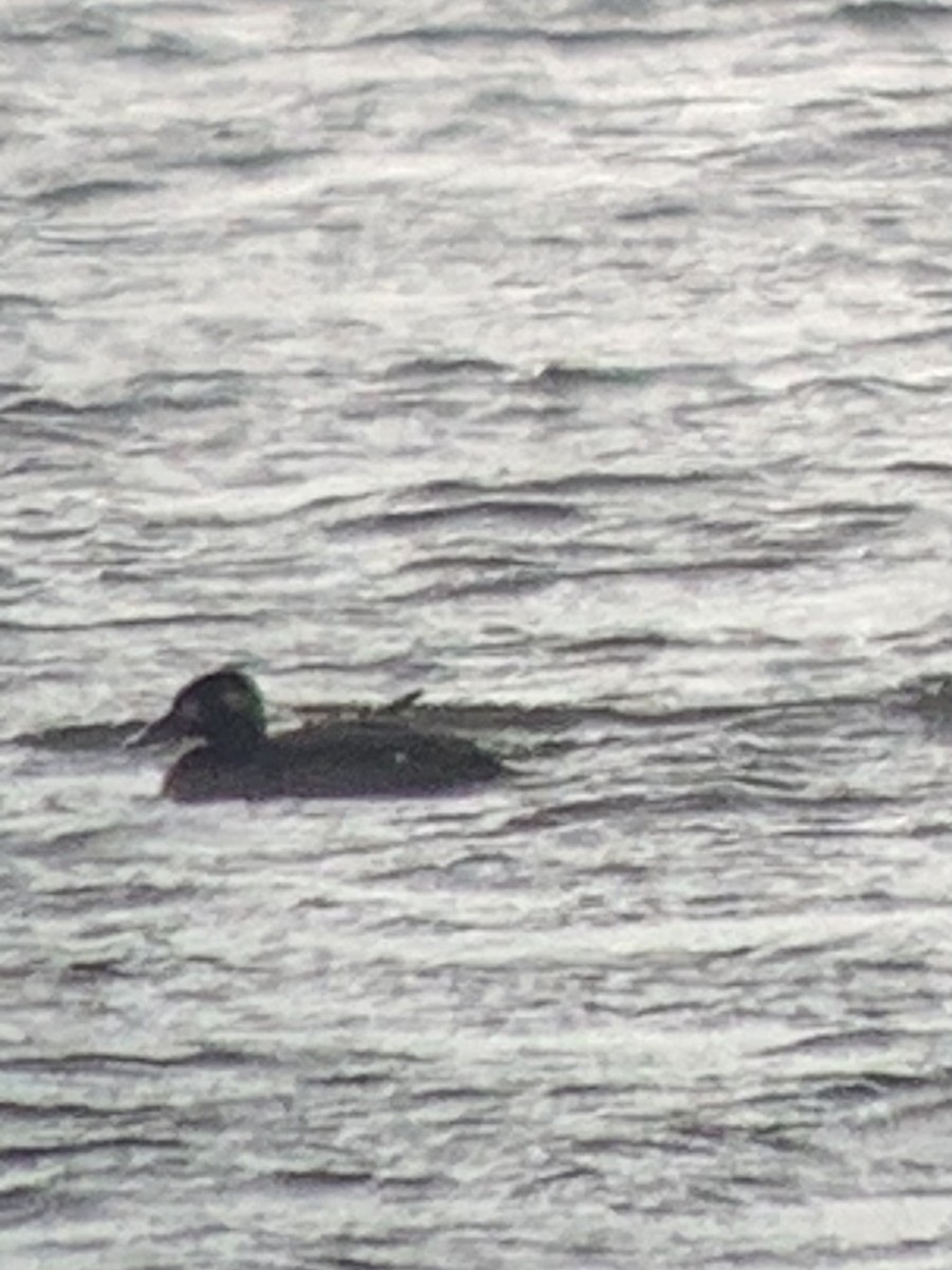 White-winged Scoter - ML395668611