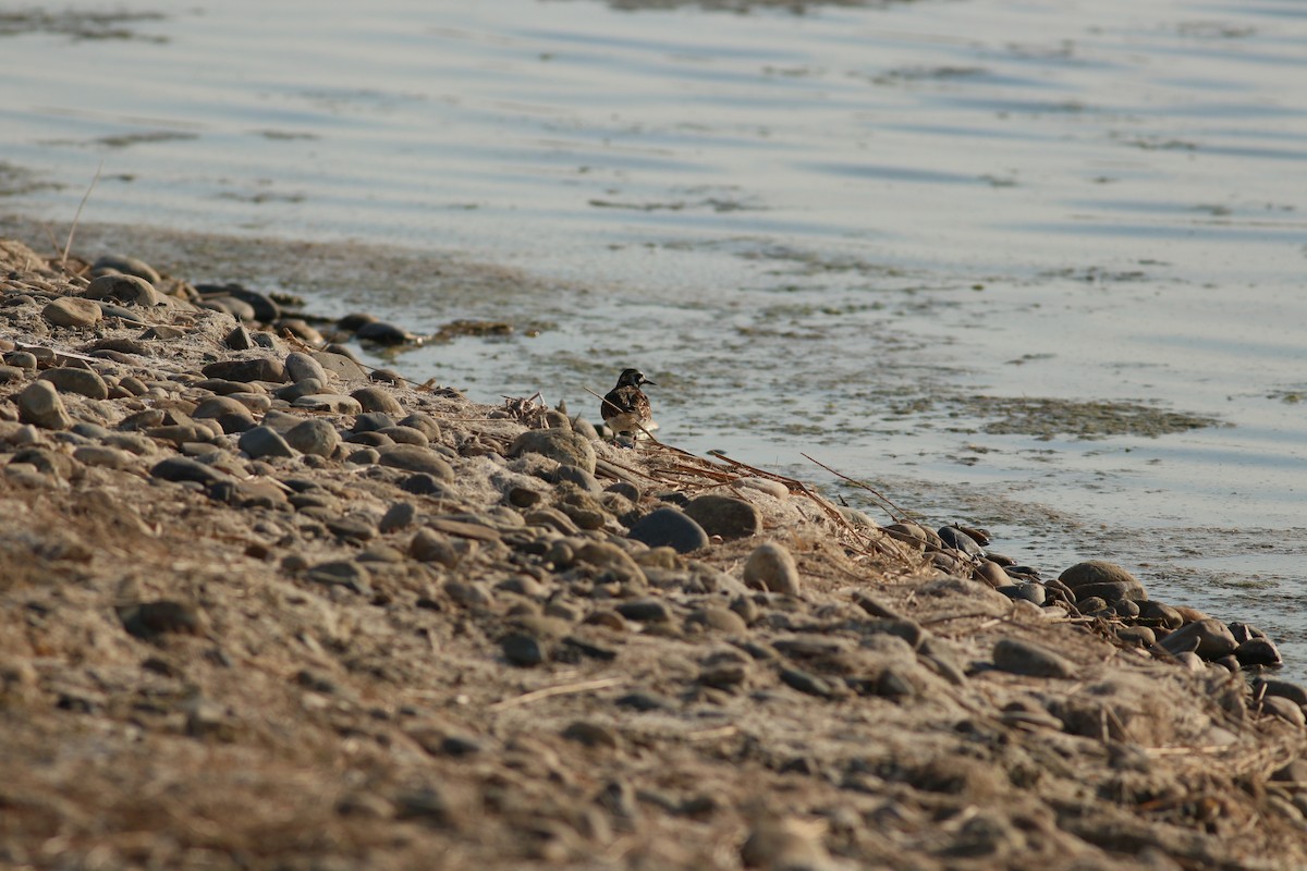 キョウジョシギ - ML395669871