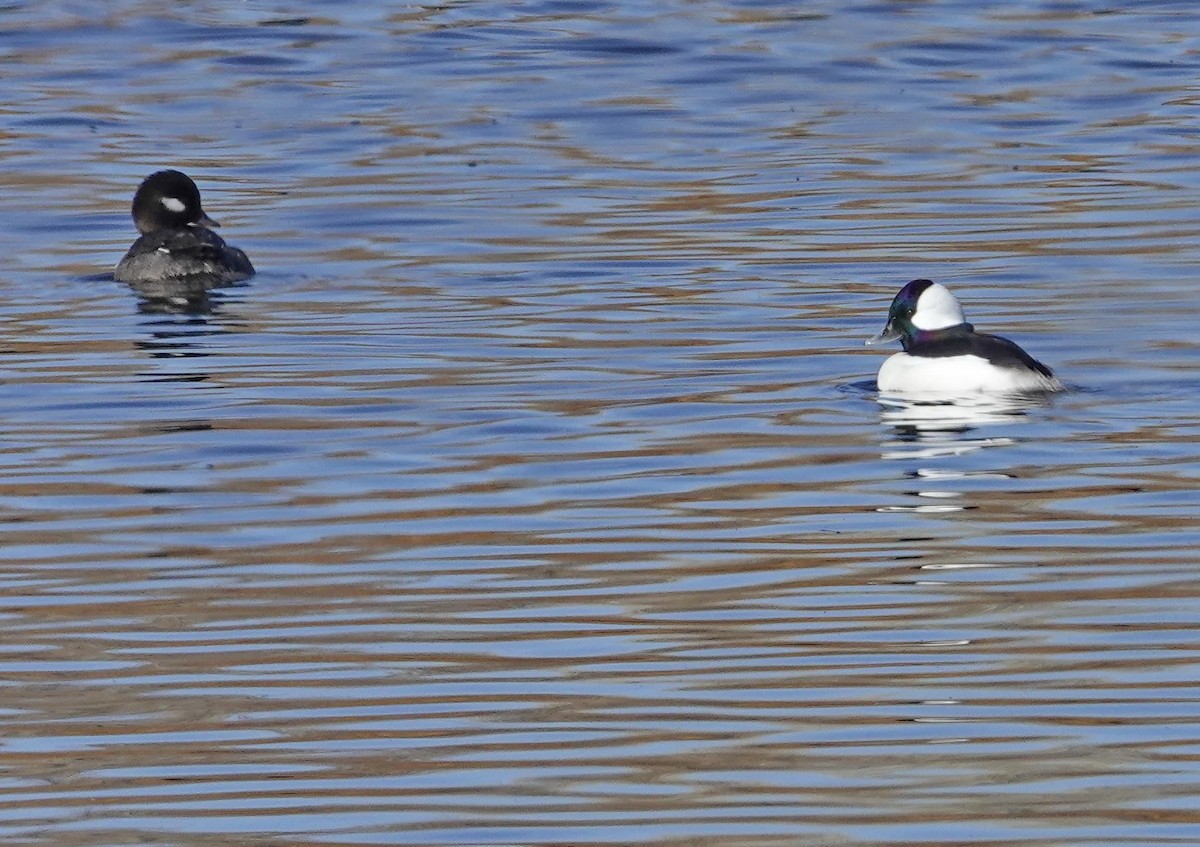 Bufflehead - ML395670581