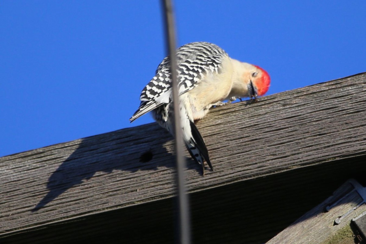 Red-bellied Woodpecker - ML395670991