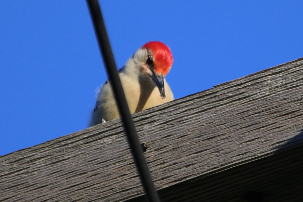 Red-bellied Woodpecker - ML395671021