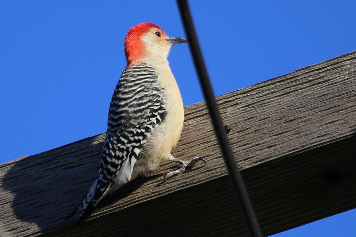 Red-bellied Woodpecker - ML395671051