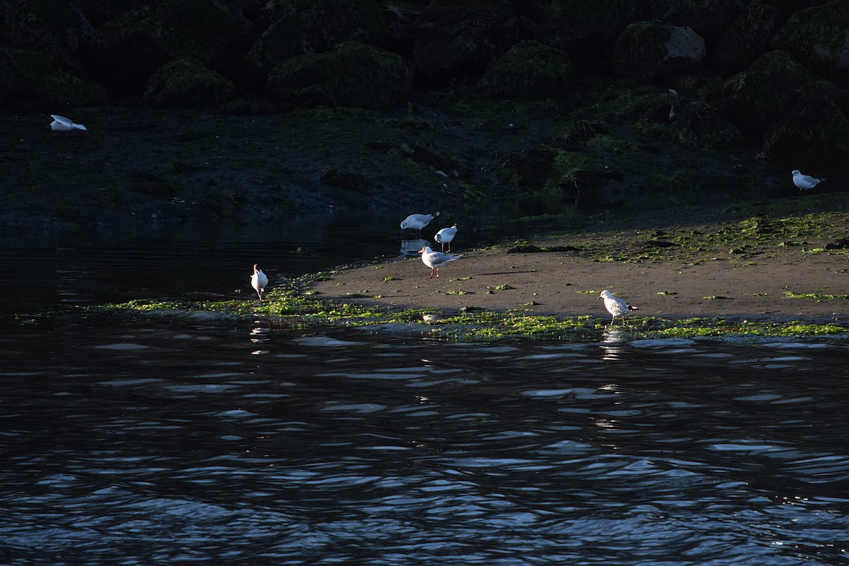 Brown-hooded Gull - ML395671771