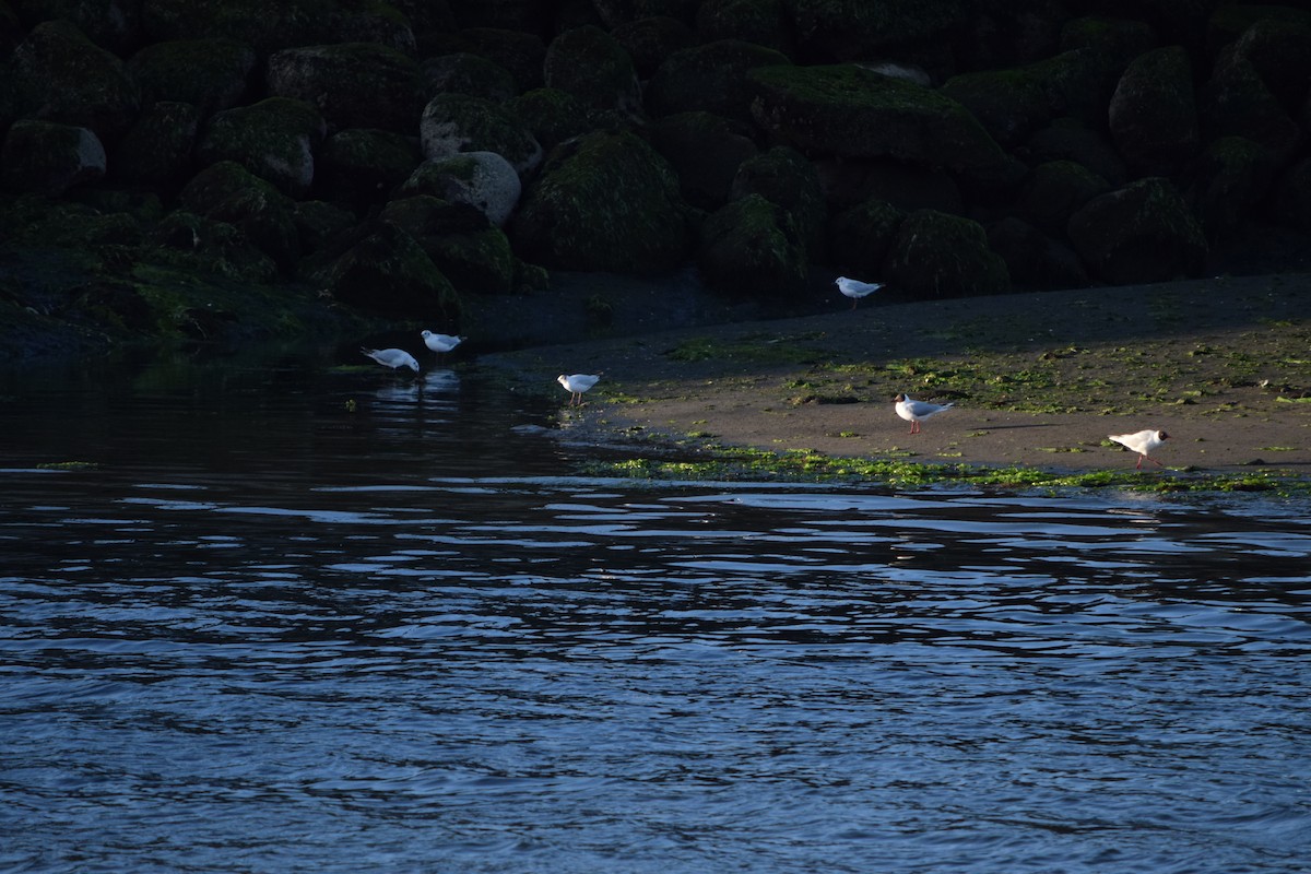 Brown-hooded Gull - ML395671781