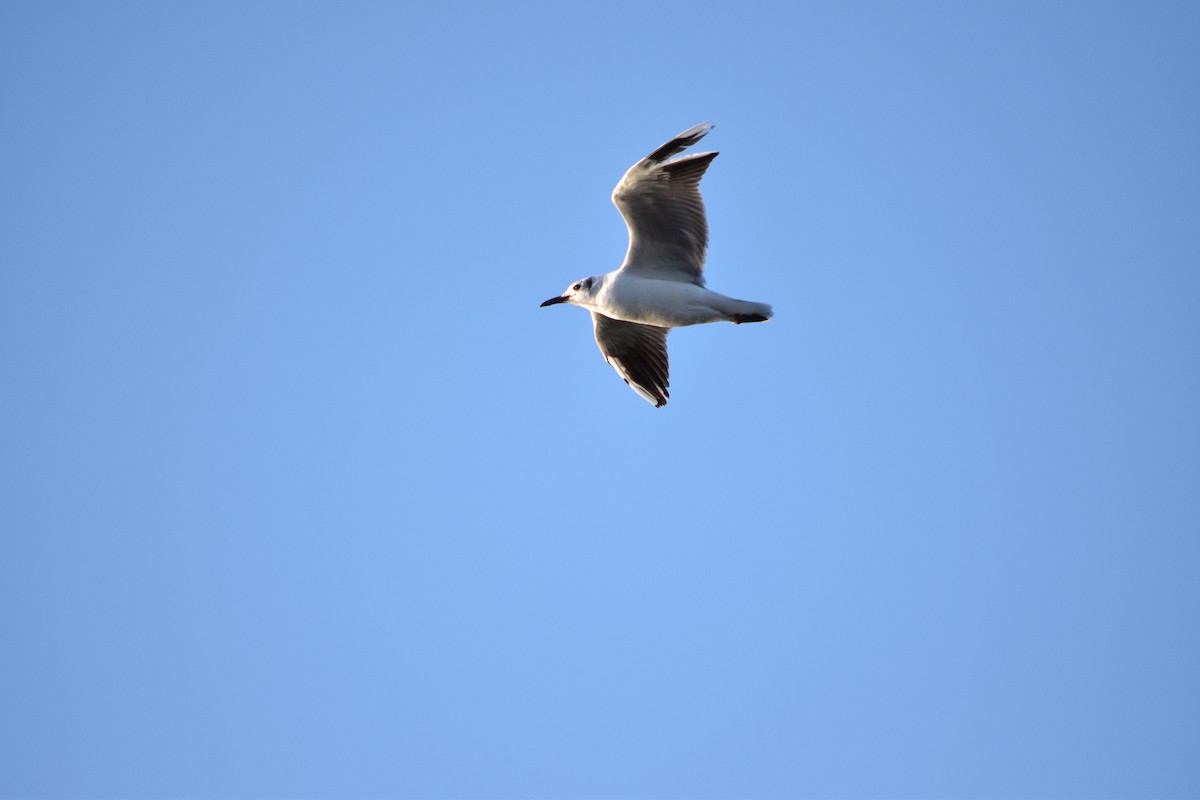 Franklin's Gull - ML395671801