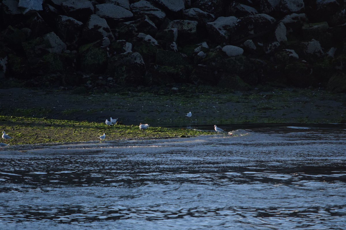 Brown-hooded Gull - ML395671831