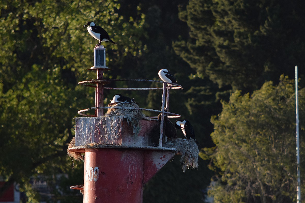 Imperial Cormorant - ML395671891