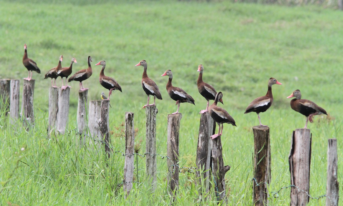 Black-bellied Whistling-Duck - Sean Fitzgerald