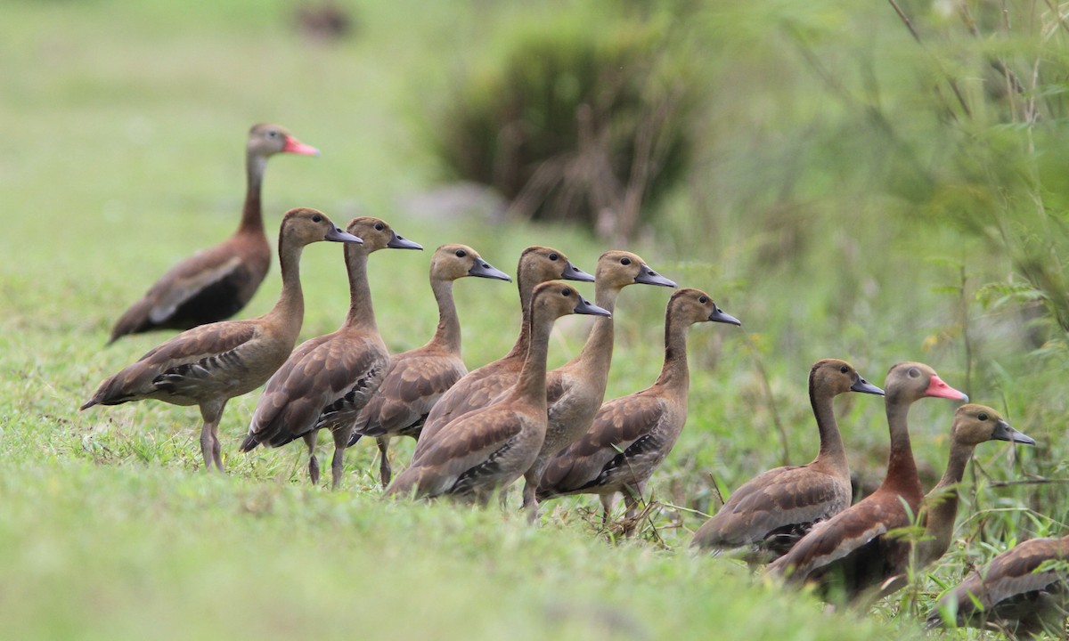 Black-bellied Whistling-Duck - Sean Fitzgerald