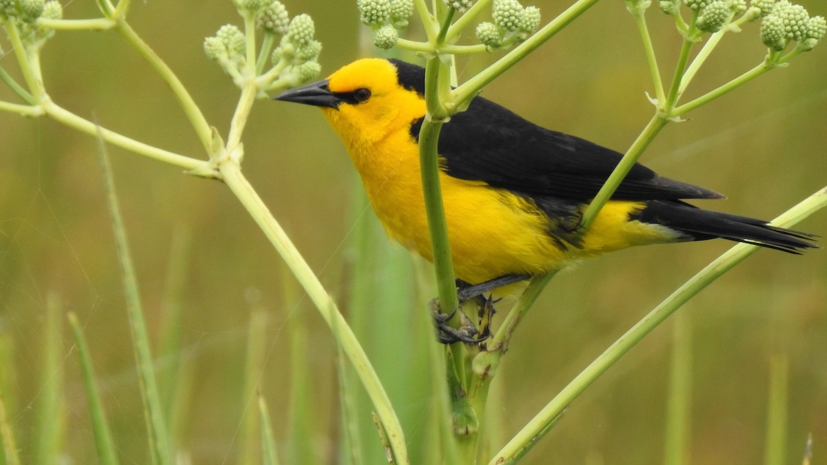 Saffron-cowled Blackbird - ML395673051