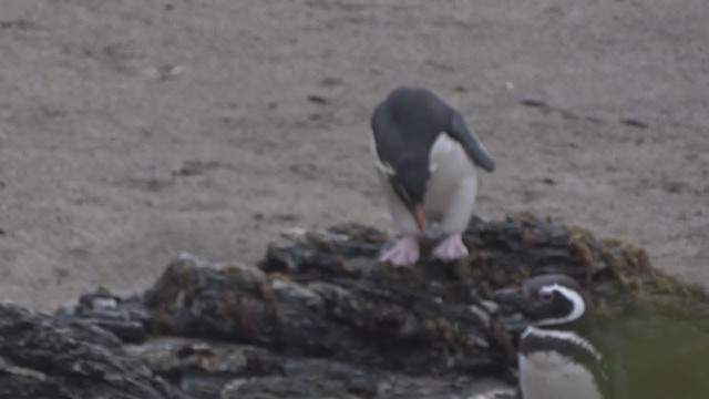 Southern Rockhopper Penguin - ML395675251