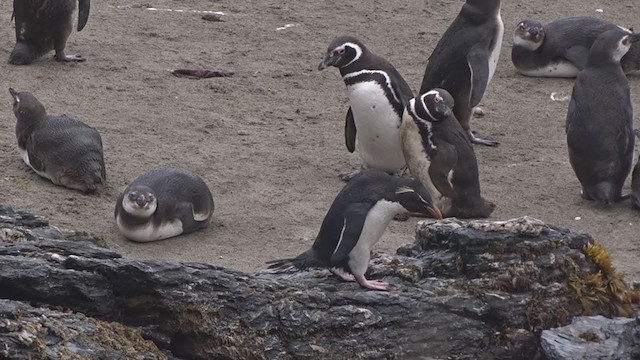 Pingüino Saltarrocas Meridional - ML395675301