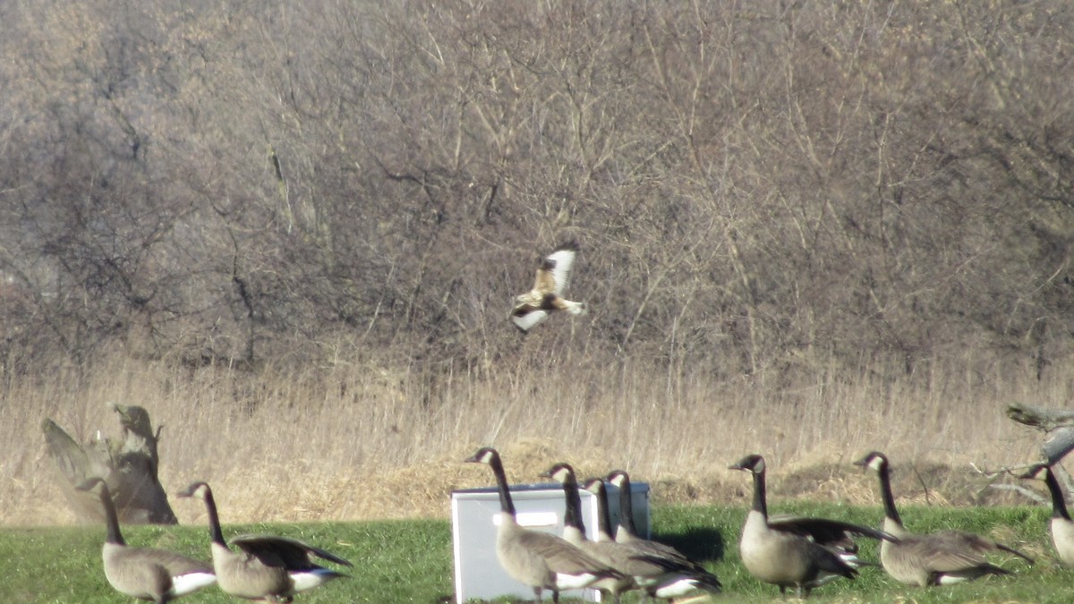 Rough-legged Hawk - ML395676301