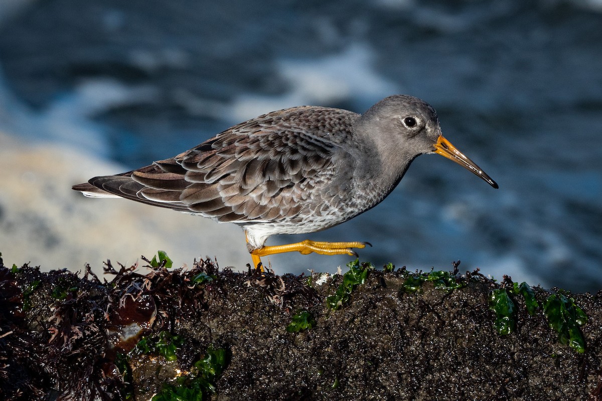 Purple Sandpiper - Dmitriy Aronov