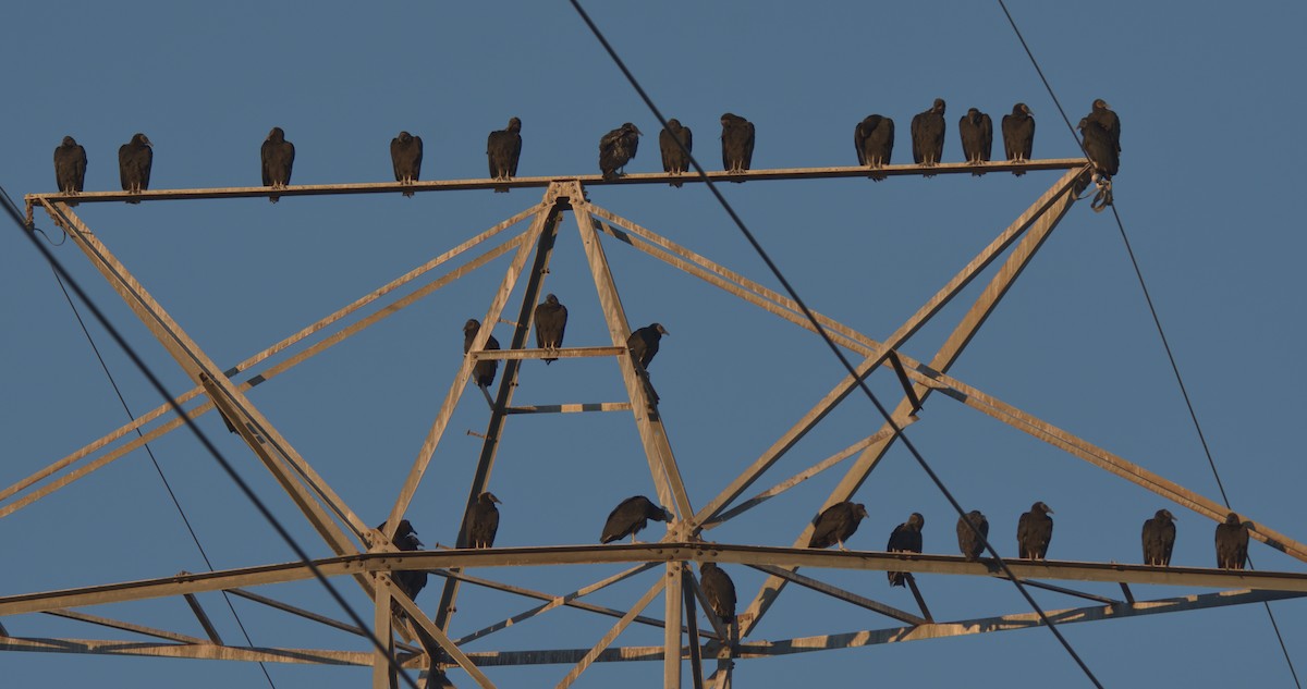 Black Vulture - ML395678531