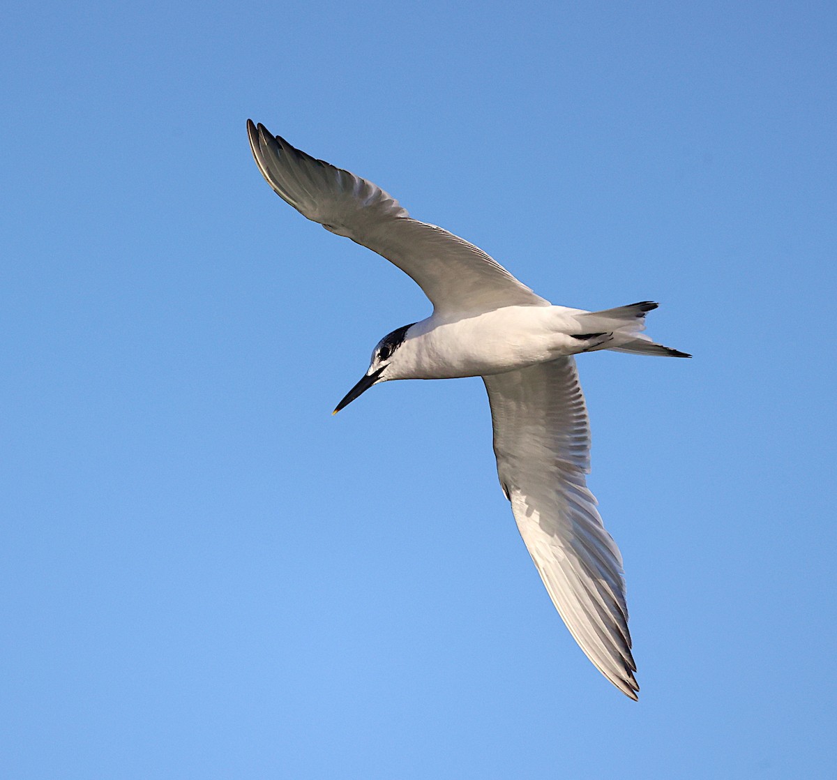 Sandwich Tern - ML395678621