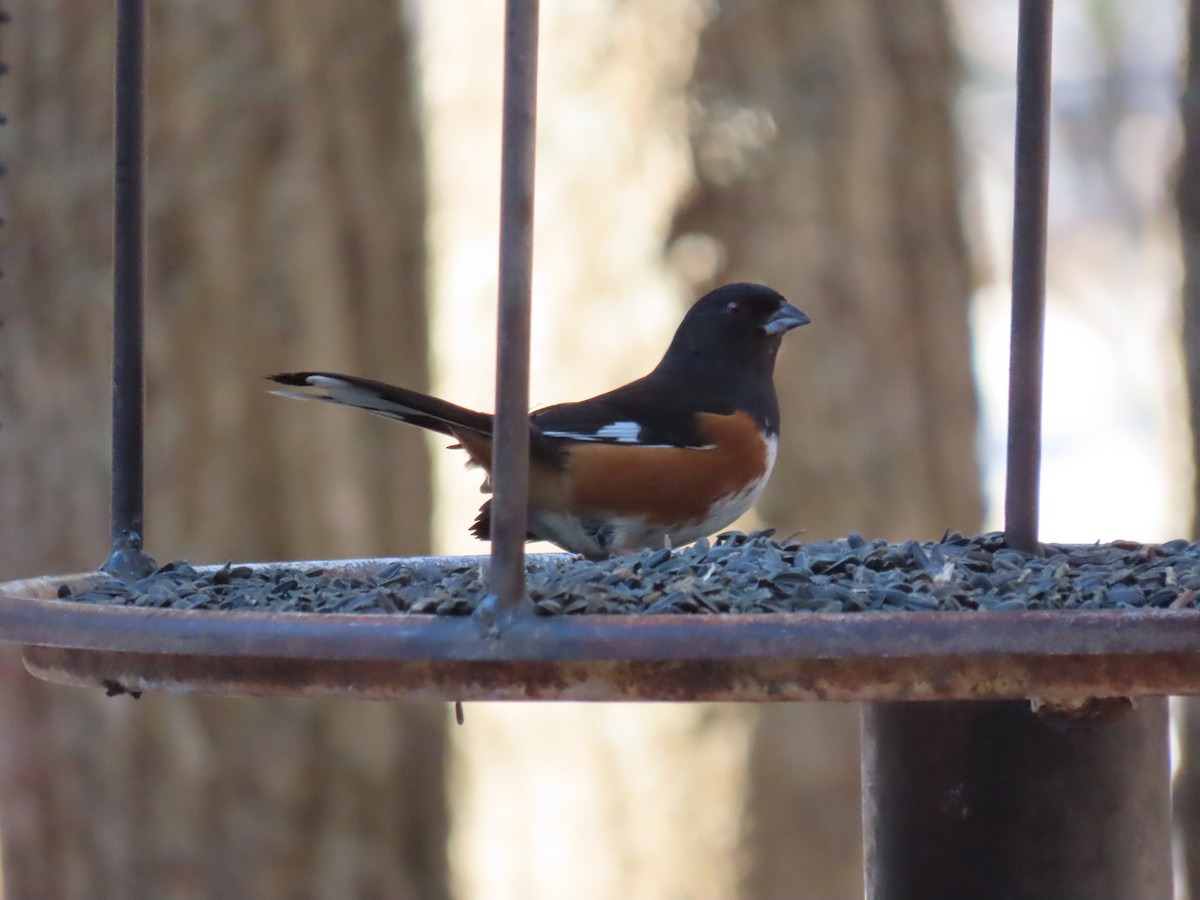 Eastern Towhee - Nolan Keyes