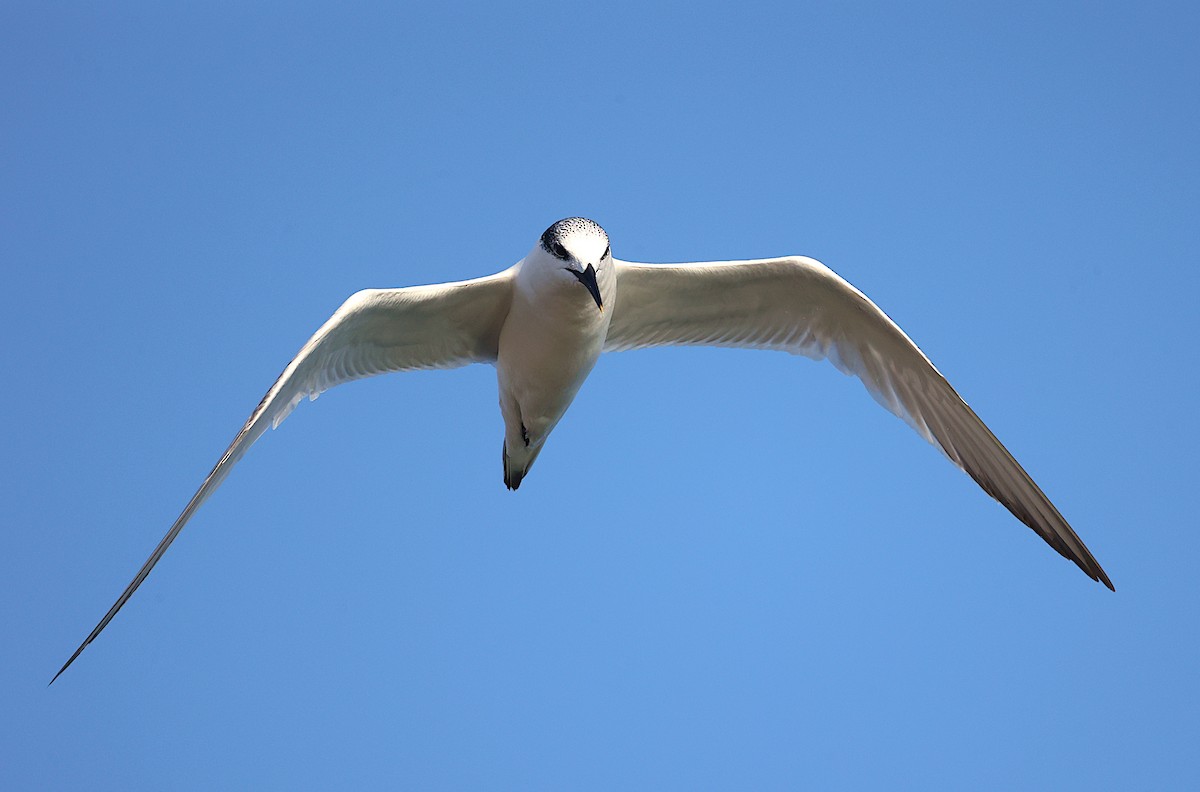 Sandwich Tern - ML395678791