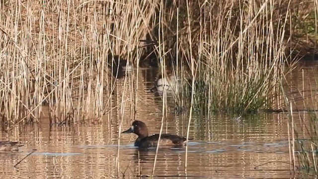 Greater Scaup - ML395679051