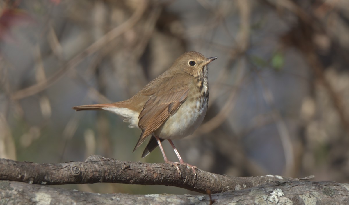 Hermit Thrush - ML395679301