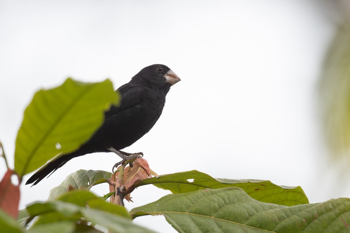 Large-billed Seed-Finch - ML395680491