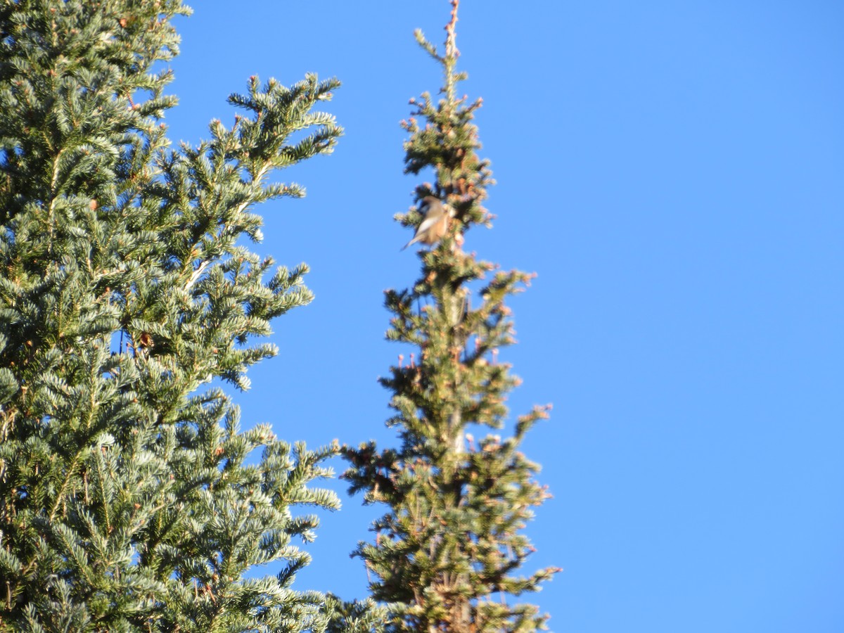 Boreal Chickadee - Avery Blumenthal