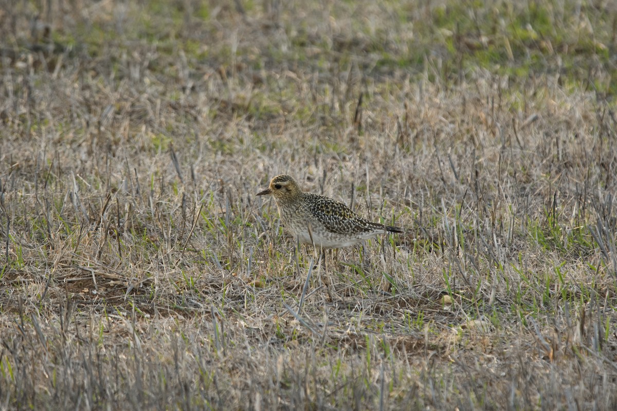 European Golden-Plover - ML395691181